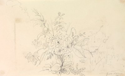 Skiss över växter och en milstolpe från naturen, 3 juni 1826 av Capt. Thomas Hastings