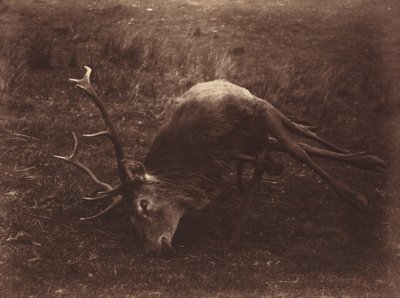Död hjort av Captain Horatio Ross