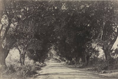 Avenue of the Banian Trees, Seringham, Indien, 1858. av Captain Linnaeus Tripe