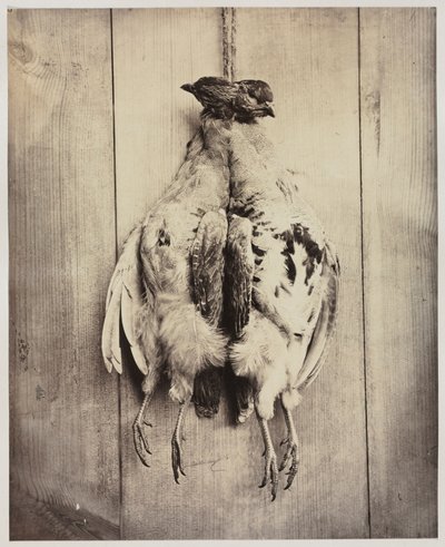 Rapphöns recto, c. 1861. av Captain N. Baily