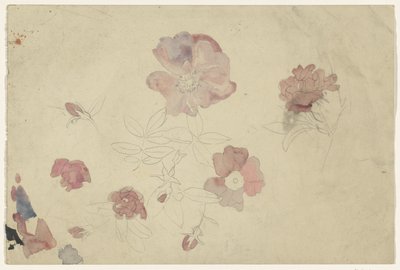 Blomsterstudier i lila och rosa av Carel Adolph Lion Cachet