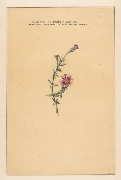 Ficus Ficoides seu Ficus aizoides (...) (titel på objekt) av Carel Borchaert Voet