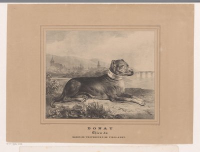 Hund Donau Donau. Chien du Baron de Westreenen de Tiellandt (titel på objekt) av Carel Christiaan Antony Last