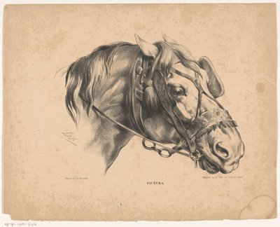 Hästhuvud med träns Pictura (serietitel på objekt) av Carel Christiaan Antony Last