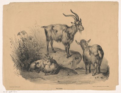 Fyra getter Pictura (serietitel på objekt) av Carel Christiaan Antony Last