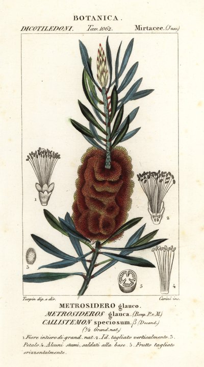 Albany flaskborste, Callistemon vacker av Carini Carini