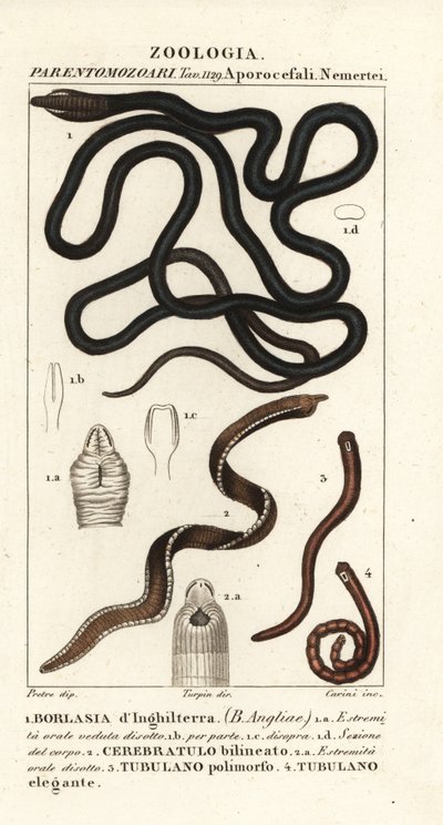Skosnörsmask, Lineus longissimus 1, Borlasia angliae 1, snabelmask, Cerebratulus bilineatus 2, Cerebratulus bilineatus 2, bandmask, Tubulanus polimorphus 3, Tubulanus elegans 4 av Carini Carini