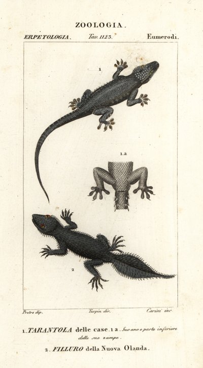 Husgecko, Hemidactylus frenatus 1, och bredsvansad gecko, Phyllurus platurus 2 av Carini Carini