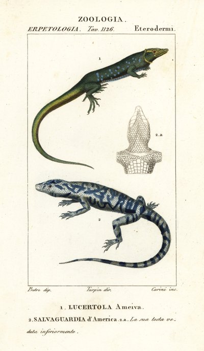 Jungle-runner, Ameiva ameiva,, Lucertola ameiva 1 och golden tegu, Tupinambis teguixin, Safeguard of America av Carini Carini