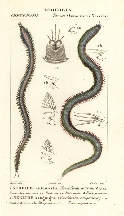 Leodice antennata, Nereidonta antennata 1 och Eunice sanguinea, Nereidonta sanguinea 2 av Carini Carini