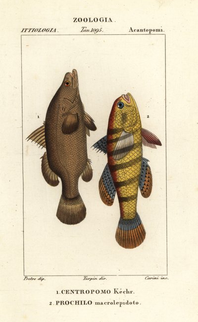 Nilabborre, Lates niloticus, och sovfisk eller gudgeon, Ophiocara macrolepidota av Carini Carini