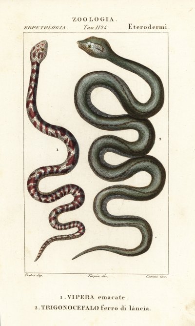 Ringhalsad spottkobra, Hemachatus haemachatus 1, och Martinique lanshuvud, Bothrops lanceolatus 2 av Carini Carini