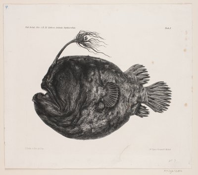 Naturhistorisk teckning av Carl Christian Larsen Cordts