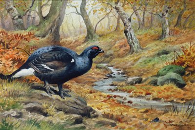 Black Cock Grouse vid en bäck (wc) av Carl Donner