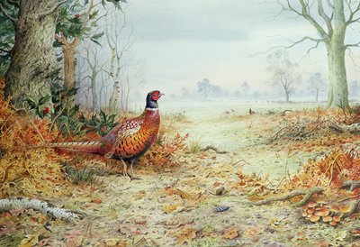 Cock Fasan (wc) av Carl Donner