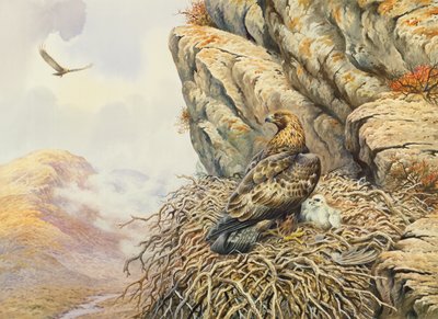 Golden Eagles på Eyrie av Carl Donner