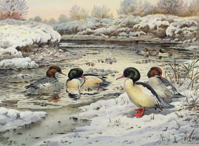 Goosanders av Carl Donner
