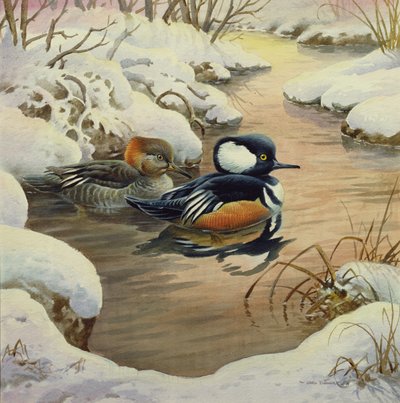 Hooded Mergansers on a Pool av Carl Donner