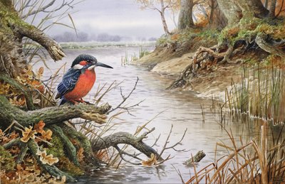 Kingfisher (wc) av Carl Donner