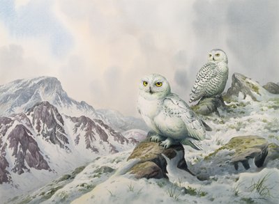 Ett par snöiga ugglor i de snöiga bergen, Australien av Carl Donner