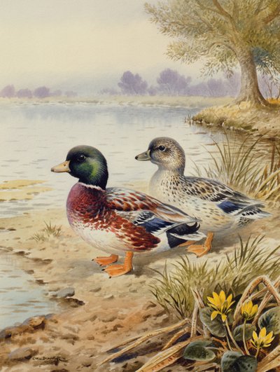 Silver Call Ducks av Carl Donner