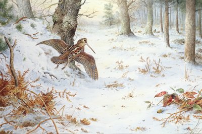 Snipe i skogslandskap av Carl Donner