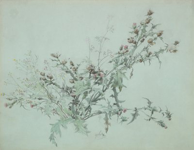 Studie av en blommande tistel, 1846. av Carl Georg Anton Graeb