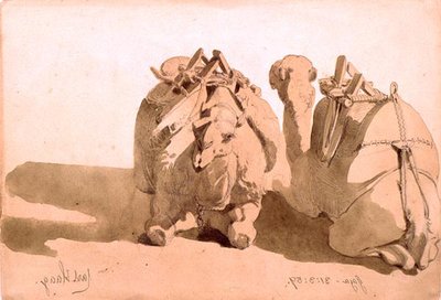 Studie av kameler av Carl Haag