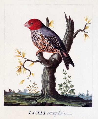 Loxia erythrocephala (Amadina erythrocephala), rödhårig fink, akvarell av Carl Linnaeus