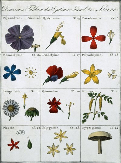 Andra tabellen i Linneans växternas könssystem av Carl Linnaeus