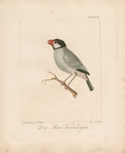 Java Rice Finch (handkolorerad litografi) av Carl Wilhelm Hahn