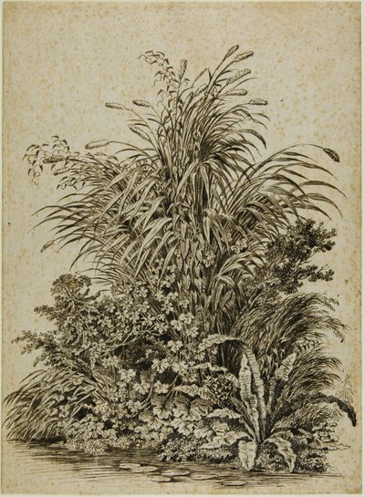 Växter vid vattenbrynet av Carl Wilhelm Kolbe the elder