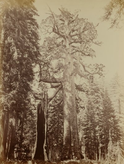 Grizzlyjätten, Mariposa Grove av Carleton E. Watkins