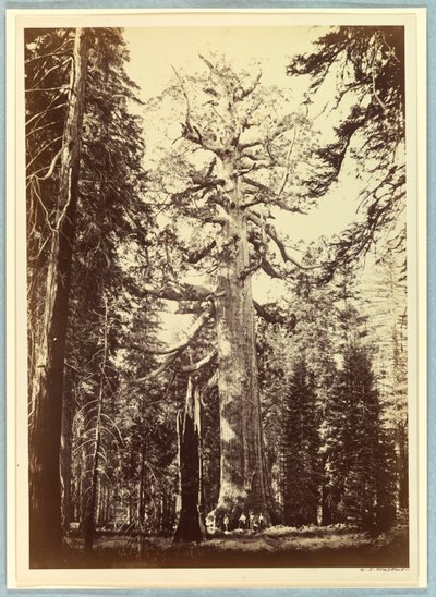 Grizzlyjätten, Mariposa Grove, Yosemite av Carleton E. Watkins