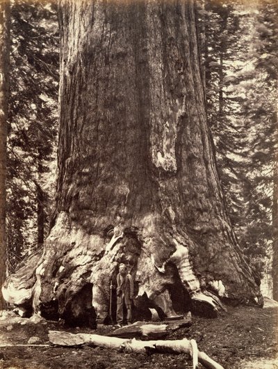 Basen av Grizzly Giant, Giant Sequoia tree, Yosemite, Kalifornien, 1868 av Carleton Emmons Watkins