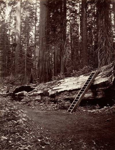 swedish av Carleton Emmons Watkins