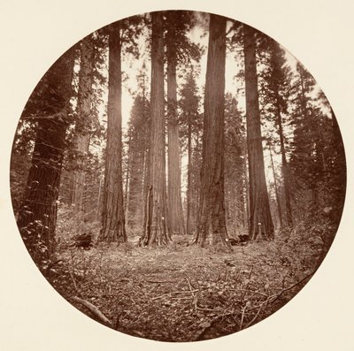 James kung av William. Keyston State etc. Calaveras Grove, ca. 1878. av Carleton Emmons Watkins