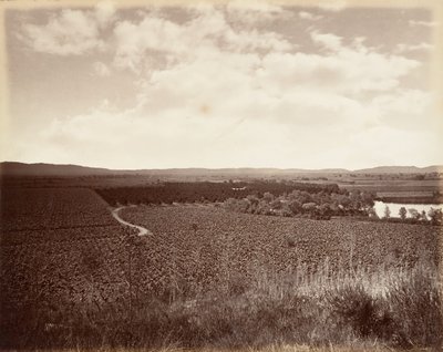 Lake Vineyard and Orange Grove, Los Angeles, 1876, tryckt ca. 1876. av Carleton Emmons Watkins