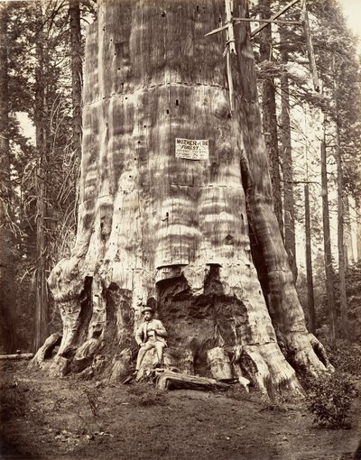 Skogens moder, 1865-66, tryckt ca. 1876. av Carleton Emmons Watkins