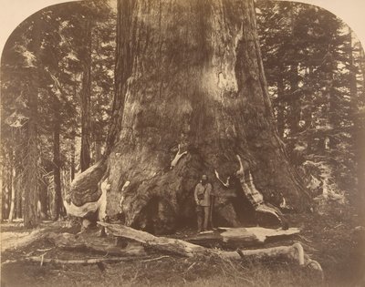 Sektion av Grisly Giant, Mariposa Grove, 1861. av Carleton Emmons Watkins