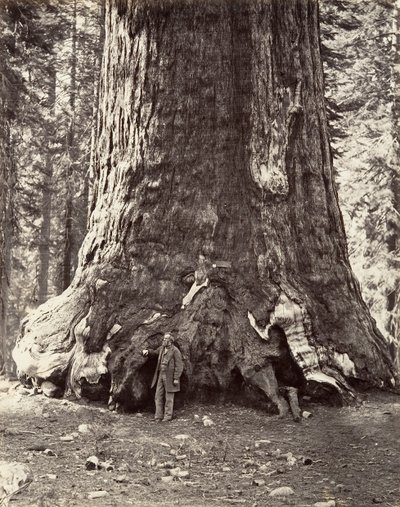 Sektion av Grizzly Giant, 101 fots omkrets, 1865-66, tryckt ca. 1876. av Carleton Emmons Watkins