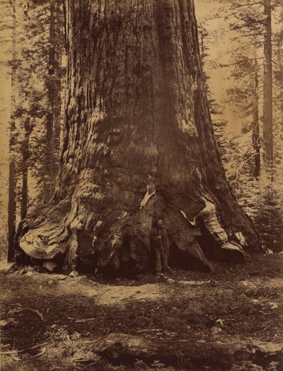 Sektion av Grizzlyjätten med Galen Clark, Mariposa Grove, Yosemite, 1865-66. av Carleton Emmons Watkins