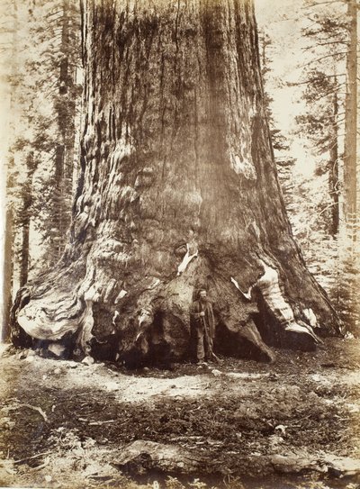 Sektion av Grizzly Giant med Galen Clark, Mariposa Grove, Yosemite, 1865-66 av Carleton E. Watkins