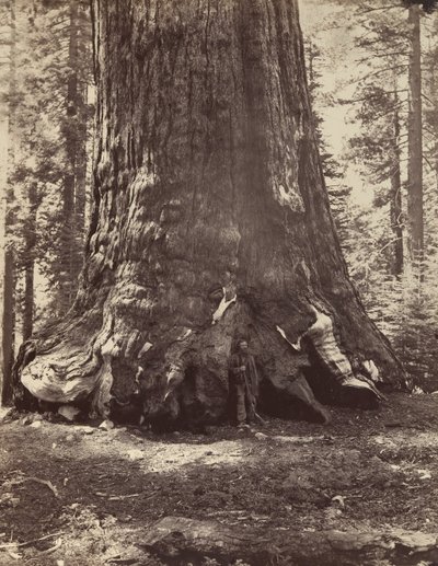 Sektion av Grizzly Giant med Galen Clark, Mariposa Grove, Yosemite, 1865-66, tryckt ca. 1876. av Carleton Emmons Watkins