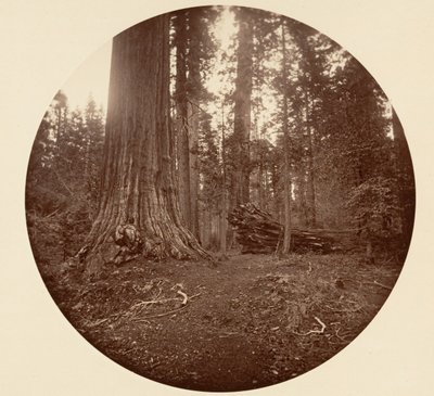 Skogens fader - C. Grove, ca. 1878. av Carleton Emmons Watkins
