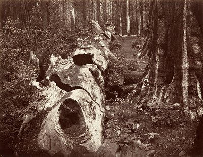 Skogens fader, 112 fots omkrets, Calaveras Grove, 1865-66, tryckt ca. 1876. av Carleton Emmons Watkins