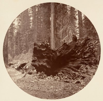 Skogens fader 450 fot C. Grove, ca. 1878. av Carleton Emmons Watkins
