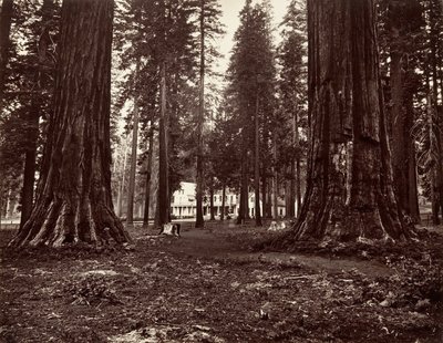 Hotellet från Mammoth Grove, ca. 1872, tryckt ca. 1876. av Carleton Emmons Watkins