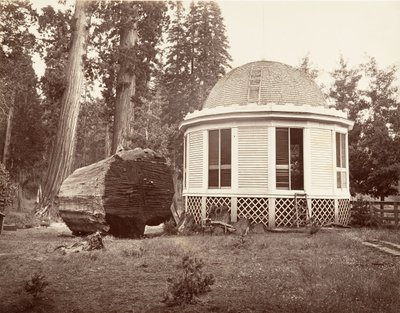 Huset byggt över stubben av ett stort träd, 1865-66, tryckt ca. 1876. av Carleton Emmons Watkins