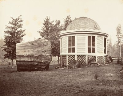 Huset över en stubbe av ett stort träd, 1865-66, tryckt ca. 1876. av Carleton Emmons Watkins